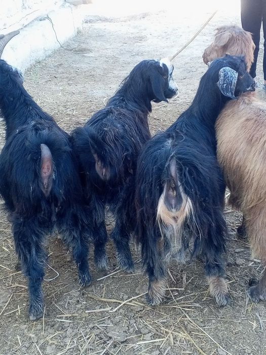 2 та кал гечила сотилади