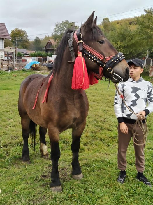 Vând sau schimb o mânza de 3 ani