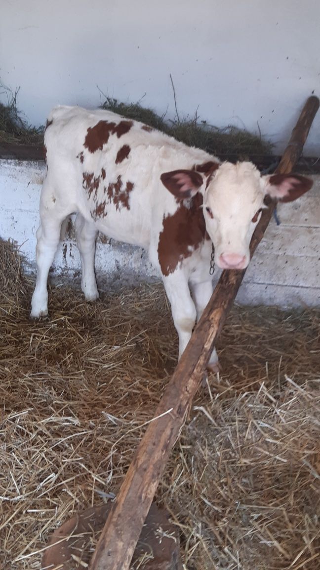 Vițele de vânzare în localitatea Forau nr73 și nr 299 la 3000 lei