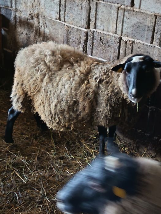 Oi Romanov gestante la 250 de euro