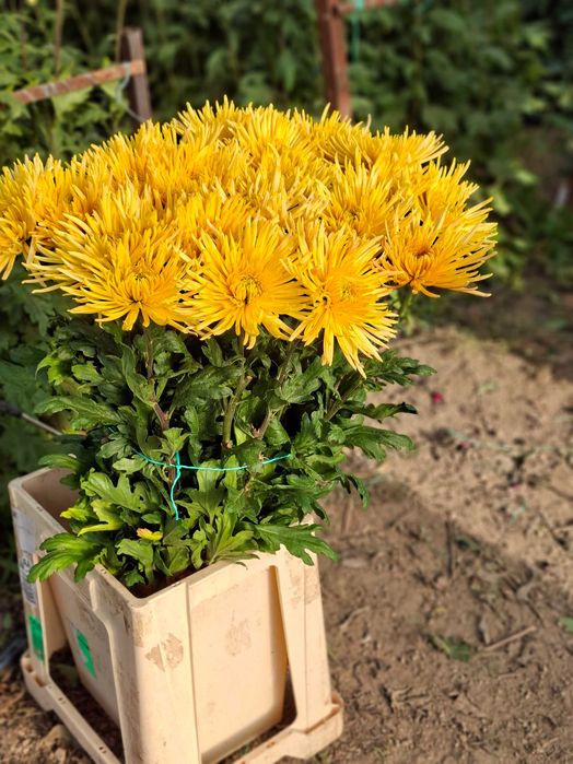 Vand Crizantema en-gros