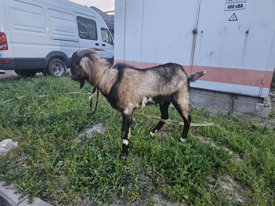 Продам козёл пародный, малодой