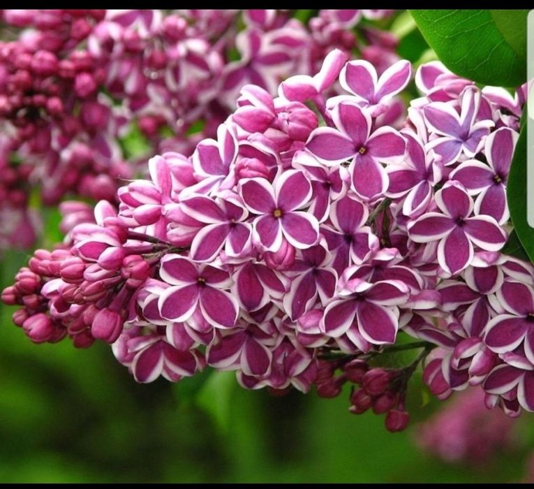 Liliac parfumat