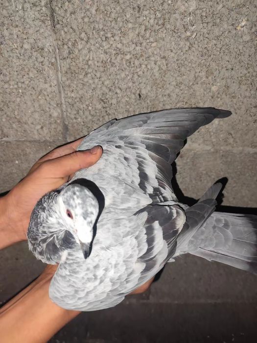 De vânzare porumbei