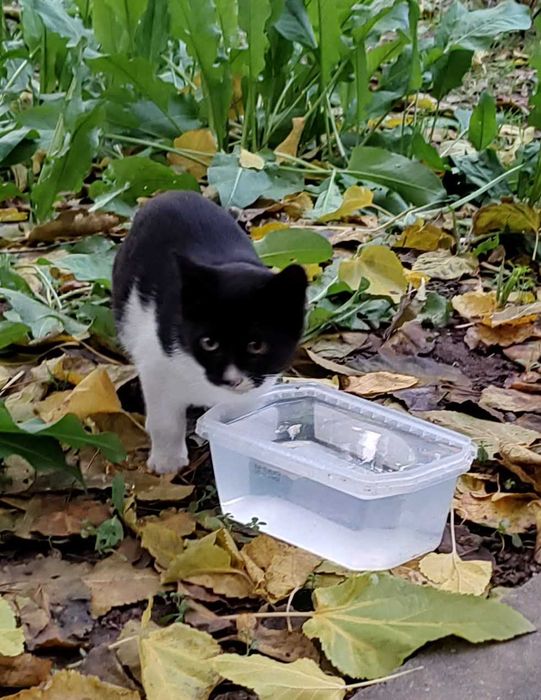 Cei 4 muschetari cu alb, negru si gri