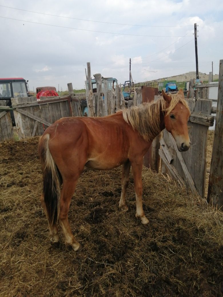 Продам жеребчика 1.5 года
