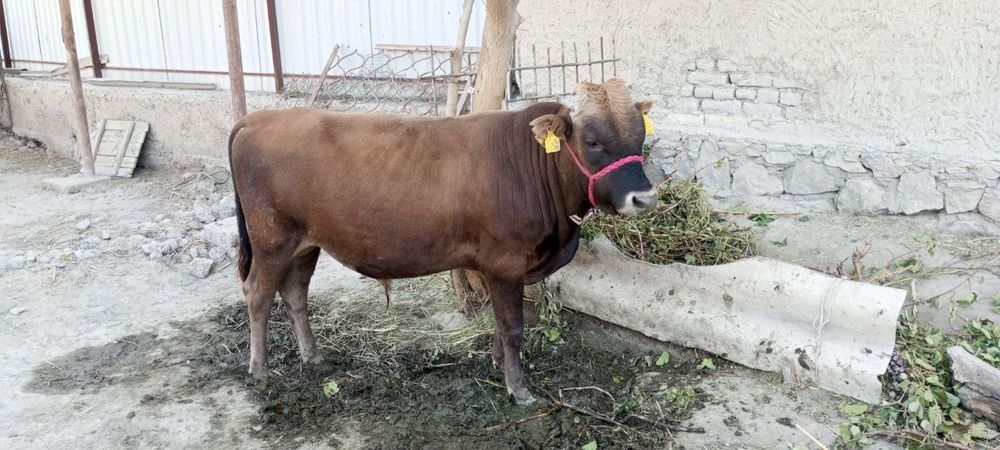 Buqacha sotiladi 18 mln so’m