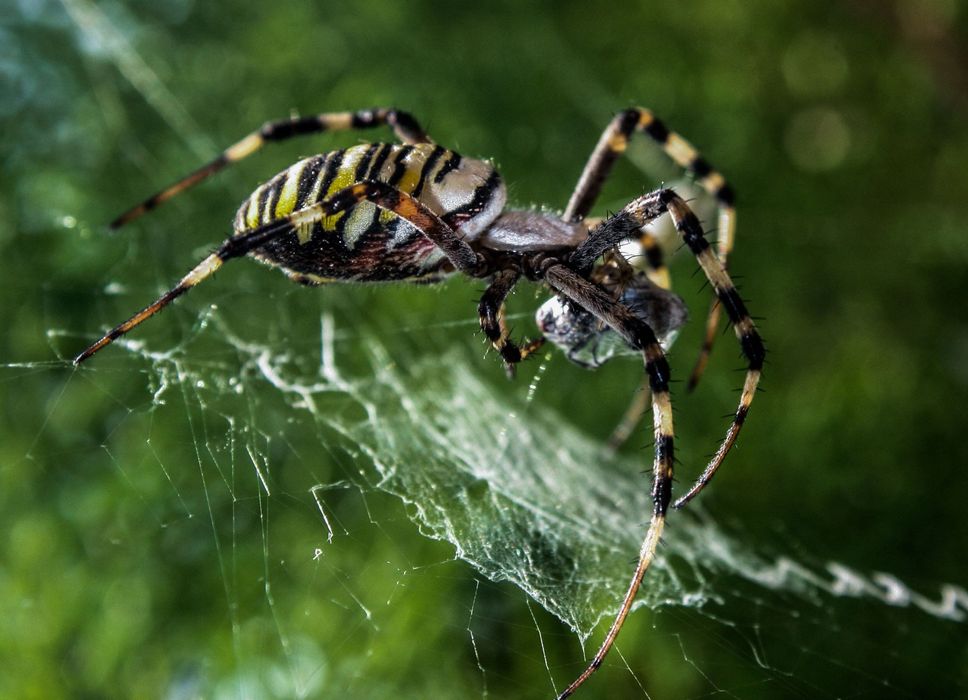 Canon 400D фотоапарат + два обектива и аксесоари Канон