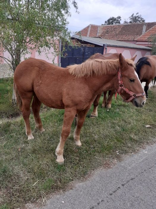 Vand manza de 8 luni