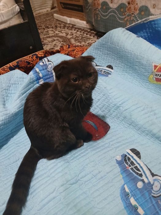 Mushuk sotiladi Scottish Fold