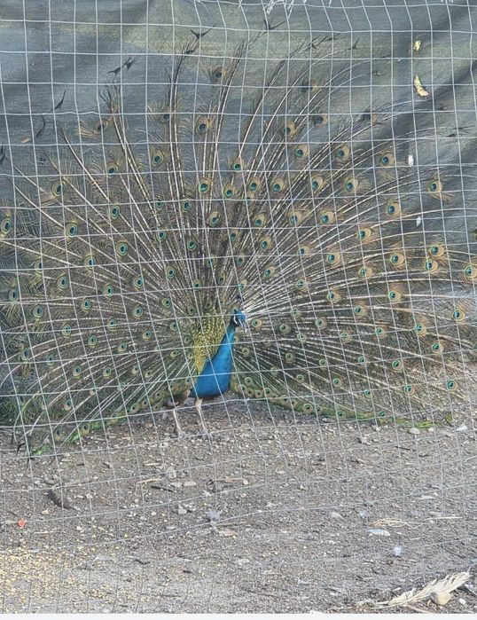 Păuni albi și colorați