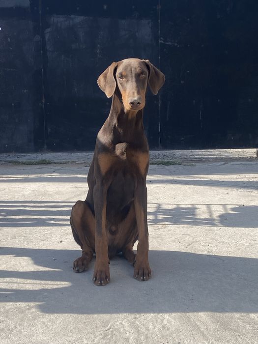 Продам чистокровного добермана 7 месяцев кобель