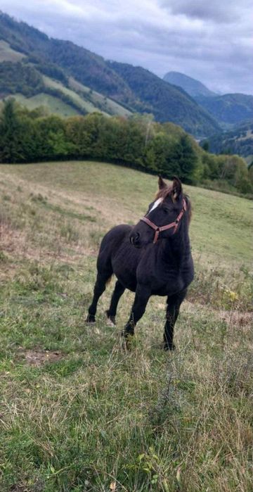 De vânzare mânz de 5/6 luni