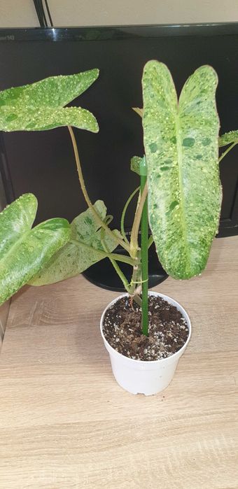 Домашние растения