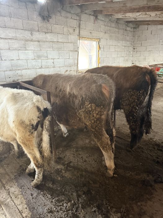 Продам бычков подсосы