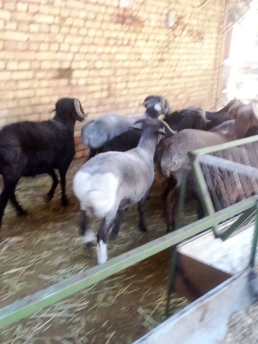 Кучкорлар семиззз