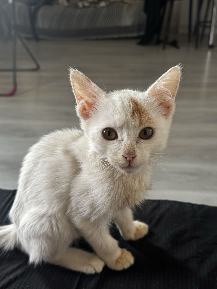 Отдаем котенка В ДОБРЫЕ РУКИ