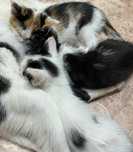 Котята мыши-крысы ловки.