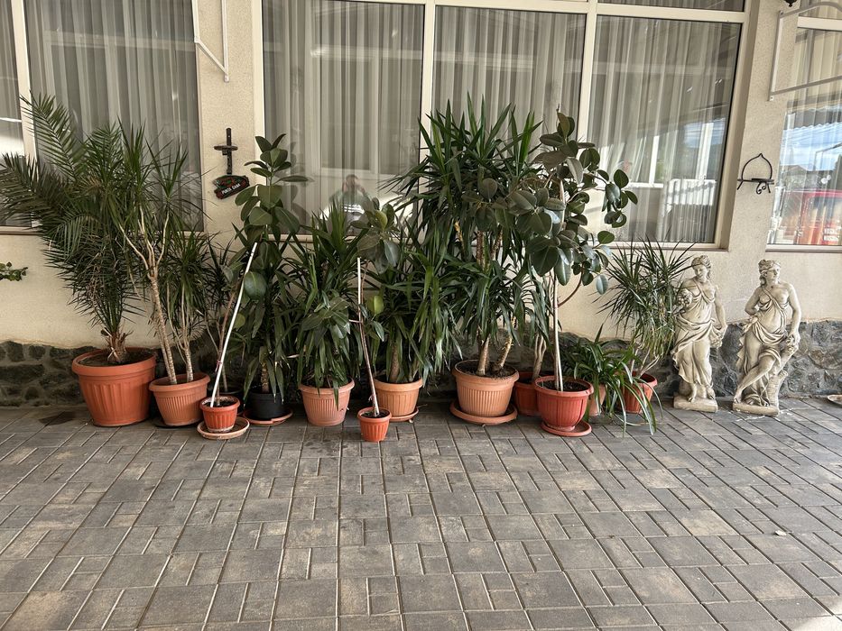 Vand ghivece cu plante( yuca, palmier, ficus si altele)