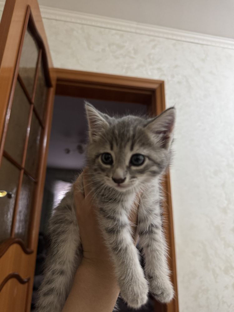 британский прямоухий котенок