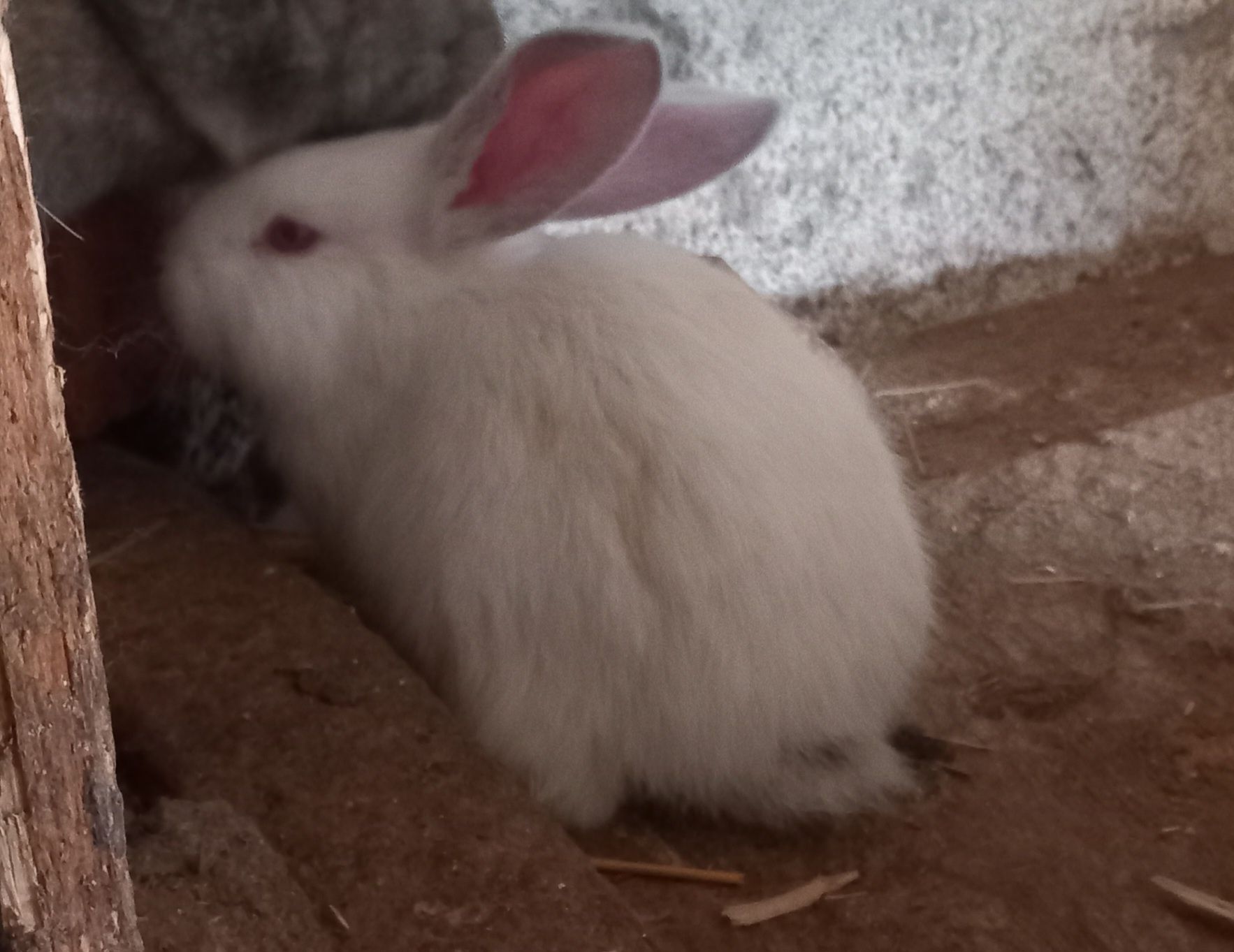 Iepurași foarte bine îngrijiți