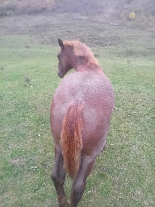 Vând sau schimb cu juninca