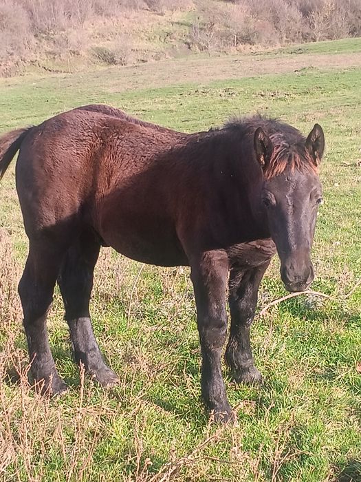 Manji de vânzare de 5 luni