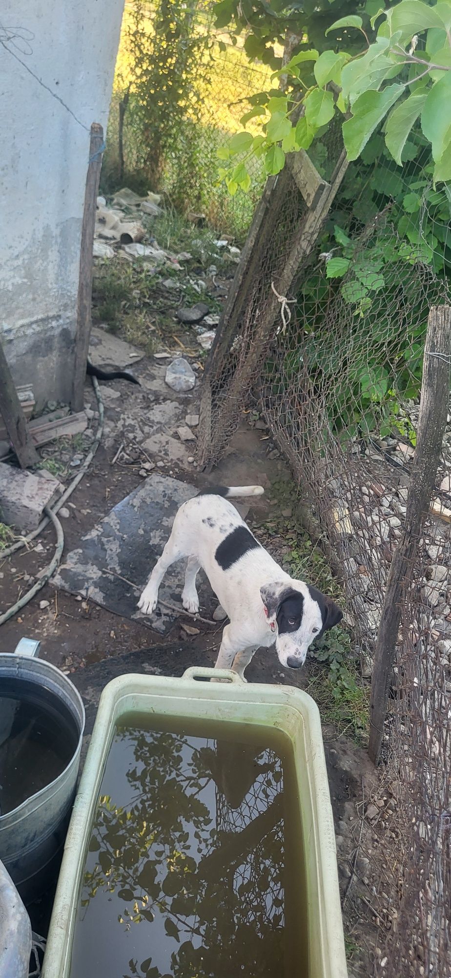 Căței caini labrador