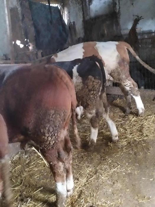 Vând 5 tăurași bălțați românești