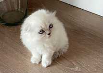 Scotish fold longhair