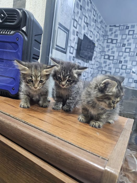 Mushuk bolachlari xadiyaga beriladi. 1 yarim oylik qiz bolasiyam og'il