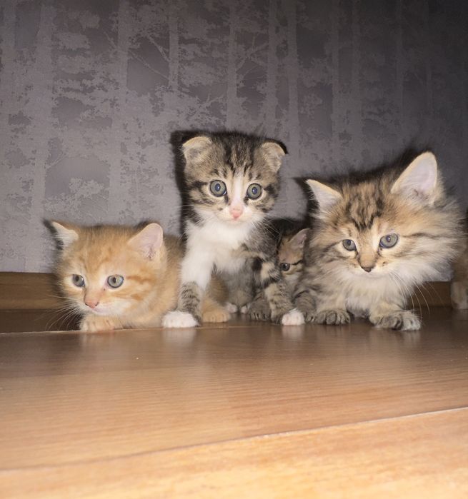 5 разнообразных и очень красивых котят