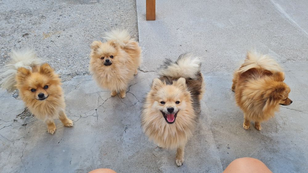 Мини Померански шпиц