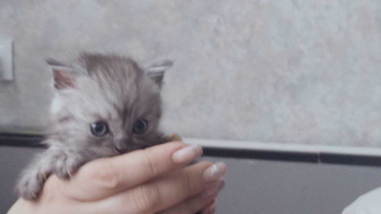 Продаются котята фолд с очень красивым окрасом