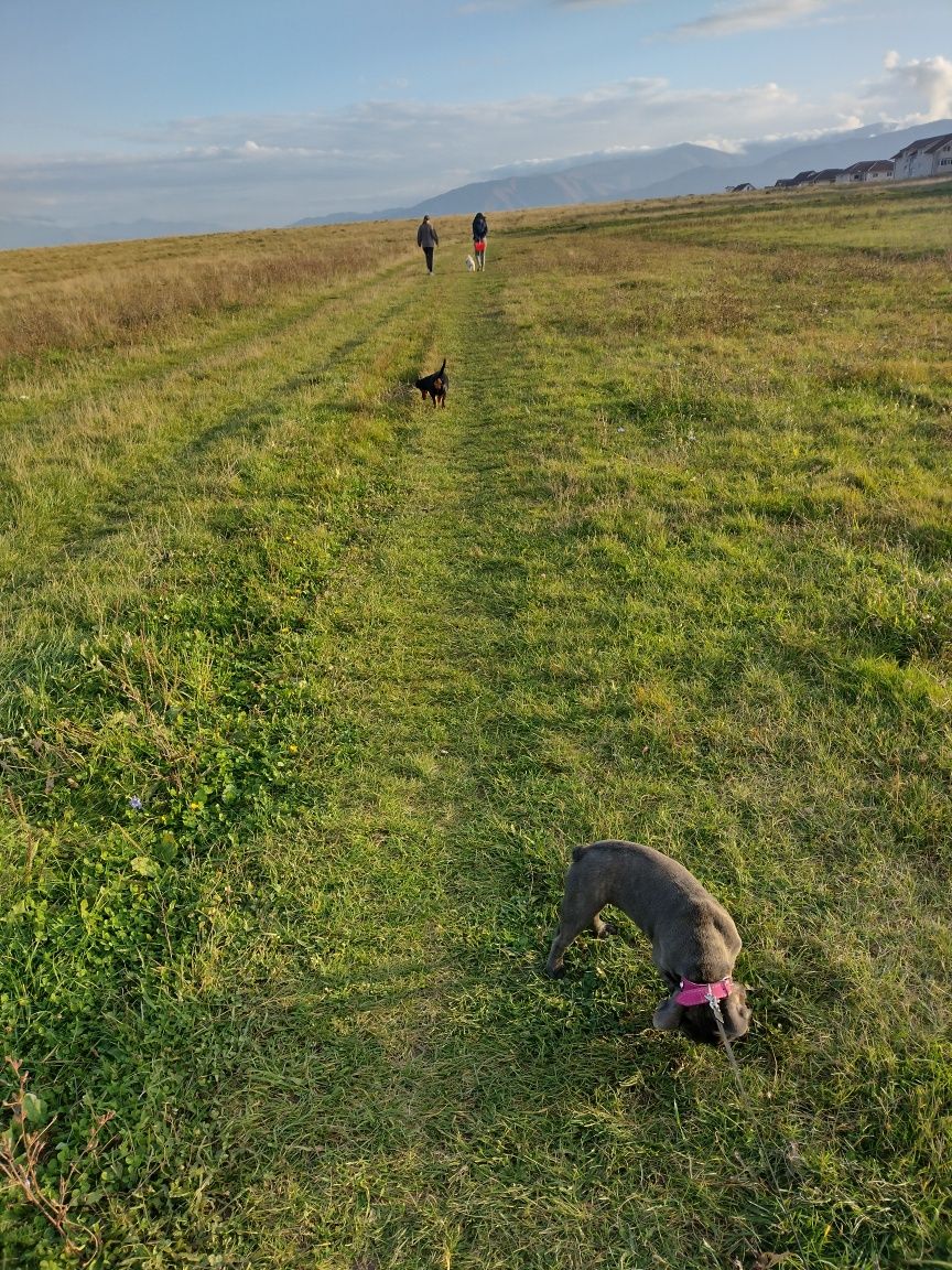 Plimb câini/dog walker