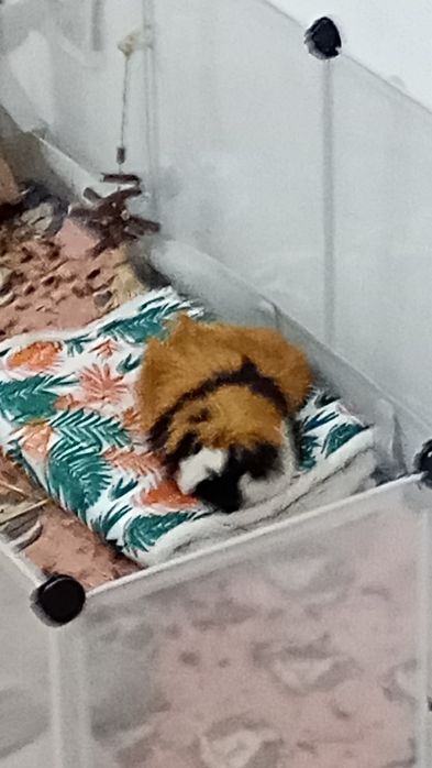 Porcușor de guineea