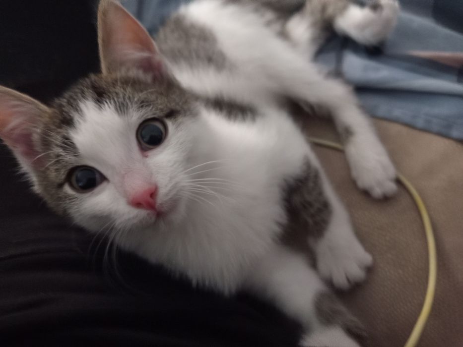 Отдам котенка мальчика в добрые руки