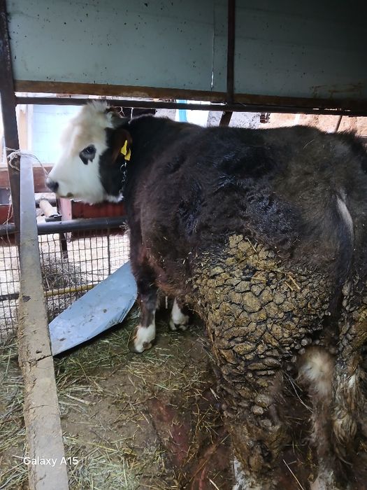 Продам годовалого бычка.