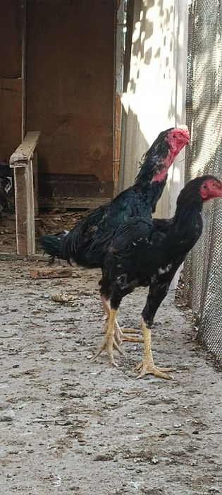 Ешига тулди туловда биринчи тулов немис гиррачи