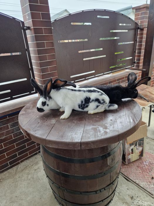 disponibili iepuri din rasa fluture german