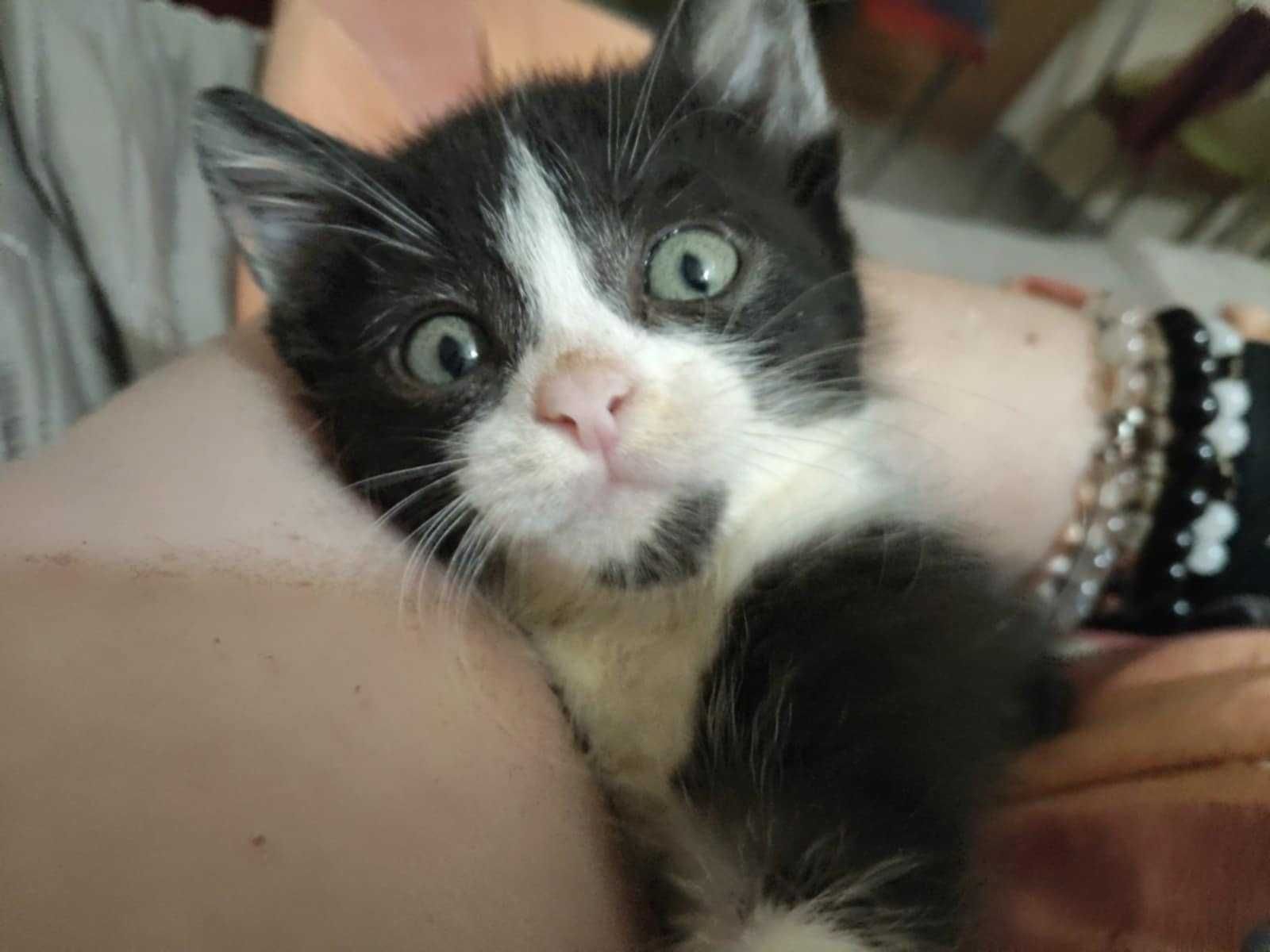 Момче коте си търси дом