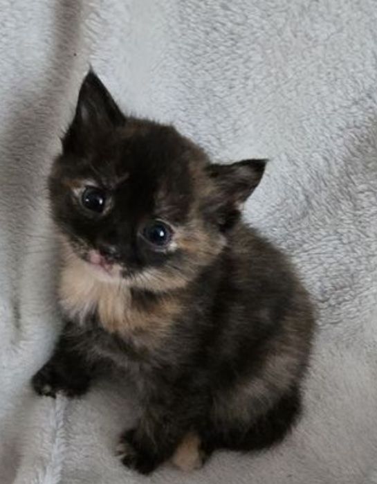 Шотландска тоехцветная редкого окраса девочка, 1.5 мес ходит в лоток,