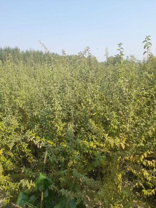 Ko'chatlar sotiladi. Har xil turdagi mevali va manzarali ko'chatlar