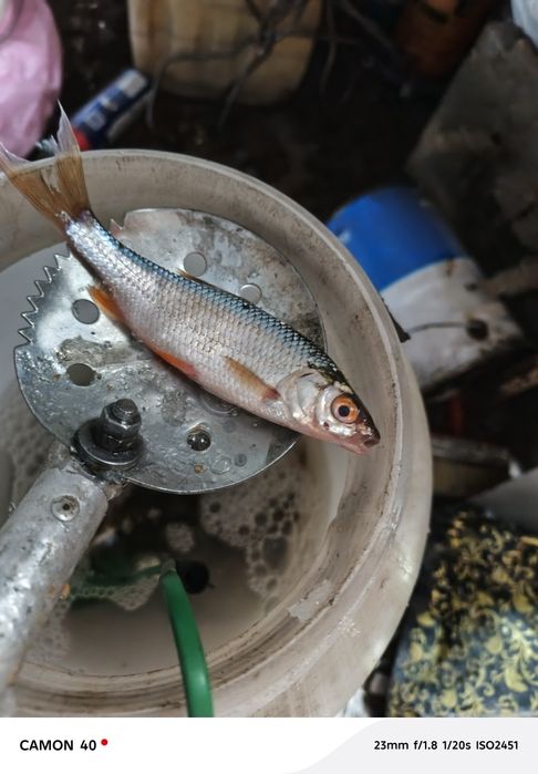 Живец малёк  для рыбалки