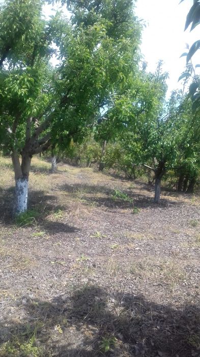 Teren intravilan 2000 mp