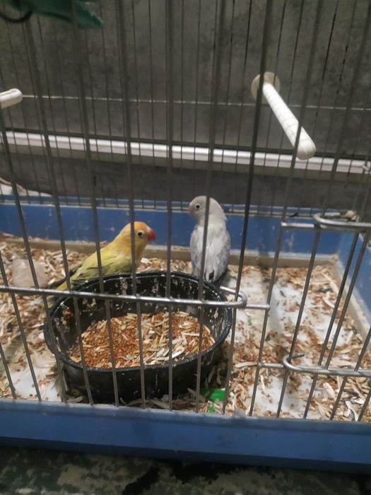 Тоти  куш сотилади.