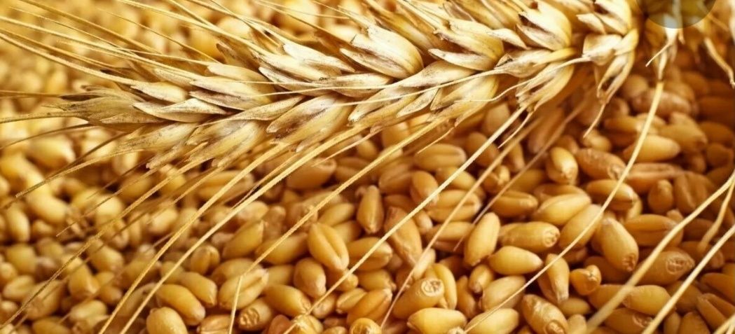 Продам пшеницу в мешках