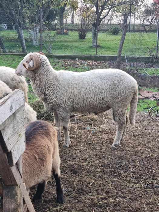 Berbec tanar pentru pastrama