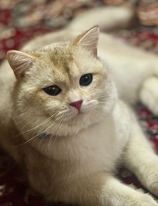 Vyazkaga qiz mushuklarni taklif qilamiz