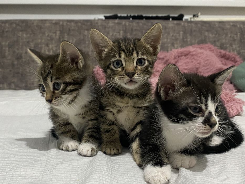 Отдаем котят, полу бенгалов, 2 мальчика, 2 девочки